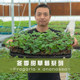 Craftsman Feiyu strawberry seedling variety version Zhangji Hongyan Xiangye Xuanyu true red Meiling sweet strawberry potted plant