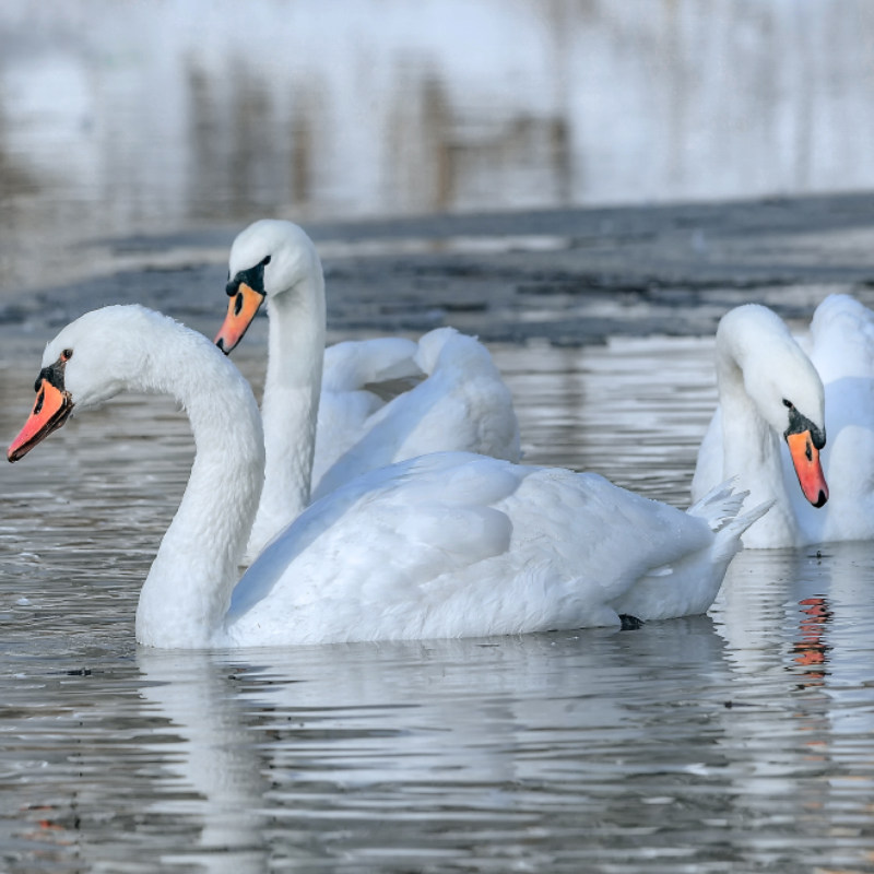 6人小团新疆旅游8天7晚跟团游伊犁赛里木湖那拉提独山子大峡谷