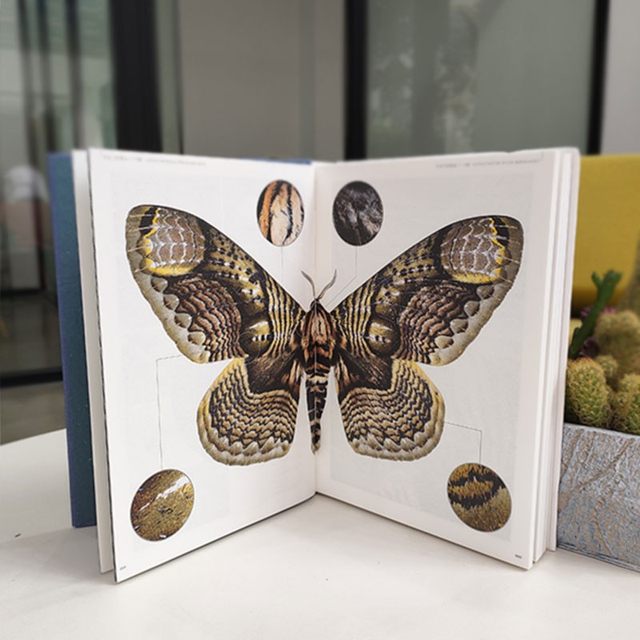 Authentic In Stock Moonlight Mothworm-Moth Xu Yingfeng Encyclopedia of ...