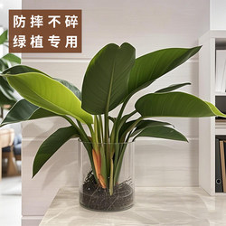 Bird of Paradise Flower Pot, Special Vase for Growing Green Plants in Water, Hydroponic Vessel, Large-Diameter Plastic Plant Container, Imitation Glass Bottle