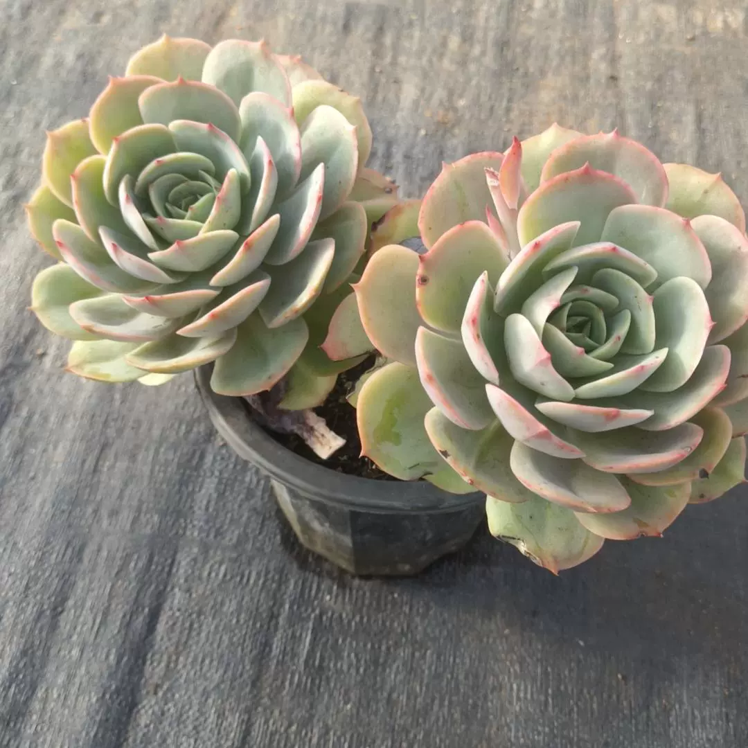 多头白雪公主 精品多肉