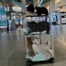 Pet Trolley Box, Cat Carrier, Portable Double-Layer Suitcase for Two Cats, Transparent Dog Airline Crate, Stroller