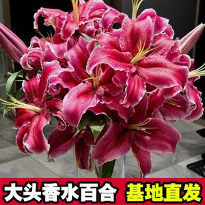 Flower Yunnan straight hair perfume lily Kunming base rose red bean flower bouquet household aquatic flower speed hand to the same city