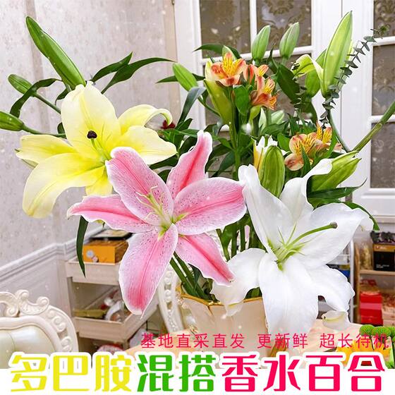 Perfume lilies flowers Yunnan base direct delivery to Kunming fresh cut flower bouquets for home hydroponic flower arrangement express delivery within the city