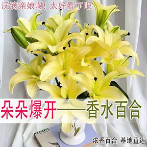 Perfume lily flowers Yunnan base direct hair hydroponic multi -head fresh -cut flower bundle flower insert bottle multiplier flowers
