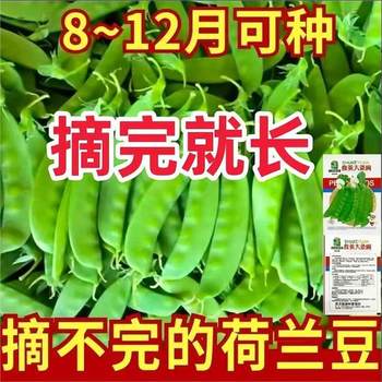 Sweet and crispy snow pea seed vegetable pea double-flowered double-clamped high-yield and cold-resistant farmhouse-grown autumn and winter bean seeds