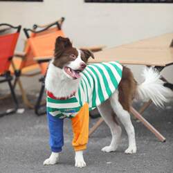 Golden Fur Edge Shepherd Samoyed Contrasting Color Stitching Trendy Brand Autum Clothing for Medium and Large Dogs Dog Clothes Autum Sweatshirt Pets