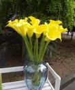 [Bana Flower] New PU cảm thấy calla Lily mô phỏng calla Lily Calla Lily hoa cưới hoa trang trí phòng khách hoa cây giả trang trí nội thất bình hoa hồng giả đẹp Cây hoa trang trí