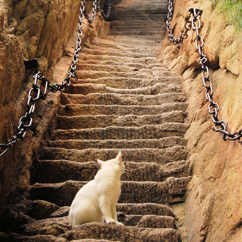 【限时送演出】西安旅游到兵马俑华清宫华山大唐不夜城纯玩三日游