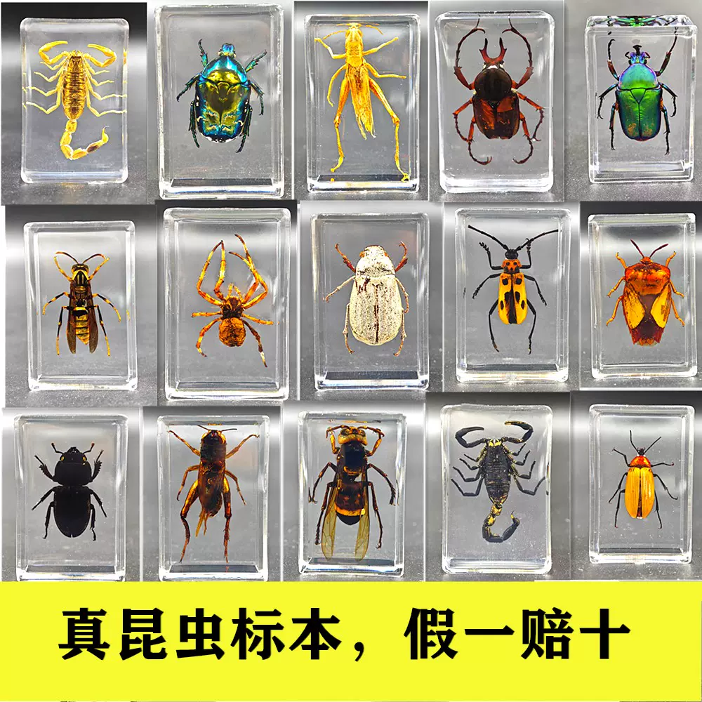 真實昆蟲標本透明樹脂蜘蛛蠍子土蜂標本教學觀察昆蟲標本真蟲擺件-Taobao