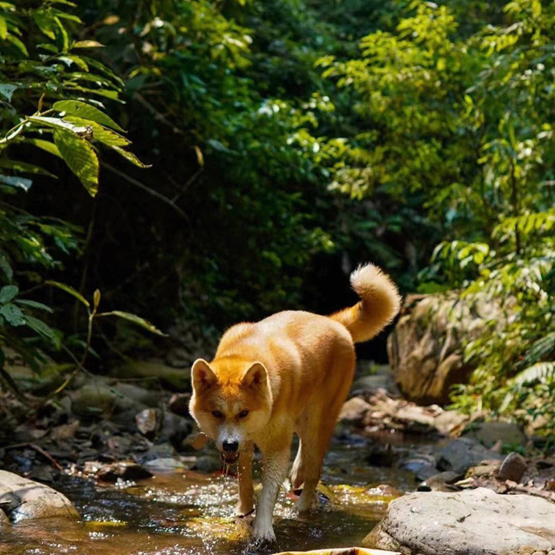 云南西双版纳旅游基诺山雨林徒步一日游 老司机带你体验荒野求生
