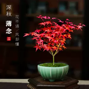小紅楓盆栽- Top 100件小紅楓盆栽- 2024年5月更新- Taobao