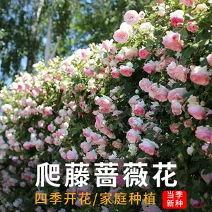 蔷薇- Top 10万件蔷薇- 2024年3月更新- Taobao