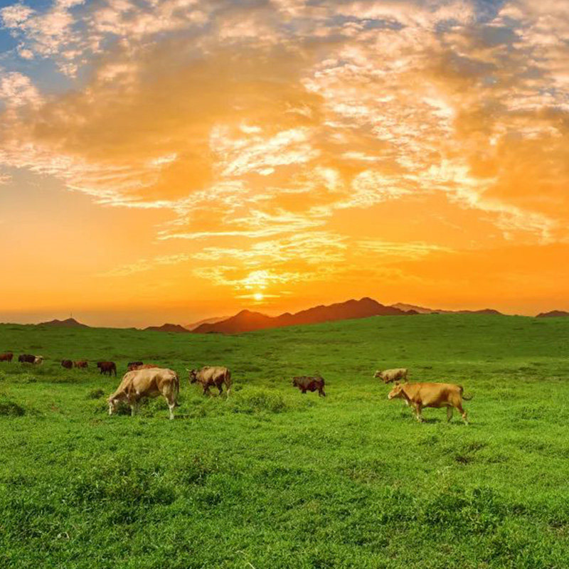 云南腾冲东山草原绮罗古镇博物馆一日游 升级可选洞山杜鹃王温泉