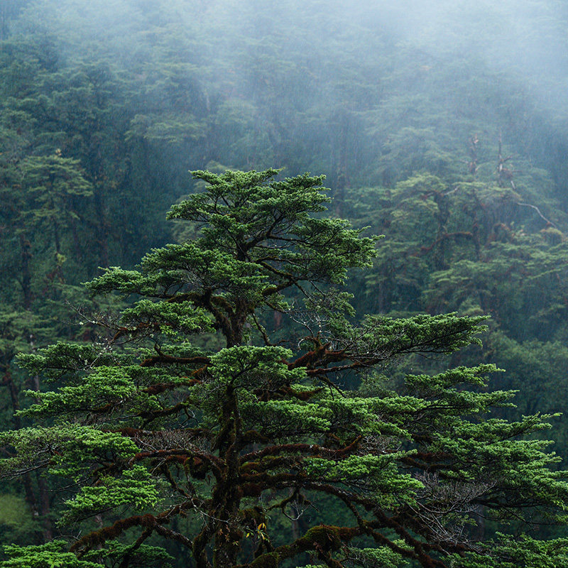 腾冲高黎贡山阿祖姆原始森林9公里徒步一日游 侏罗纪翡翠瀑布温泉