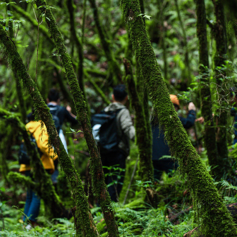 腾冲高黎贡山阿祖姆原始森林9公里徒步一日游 侏罗纪翡翠瀑布温泉