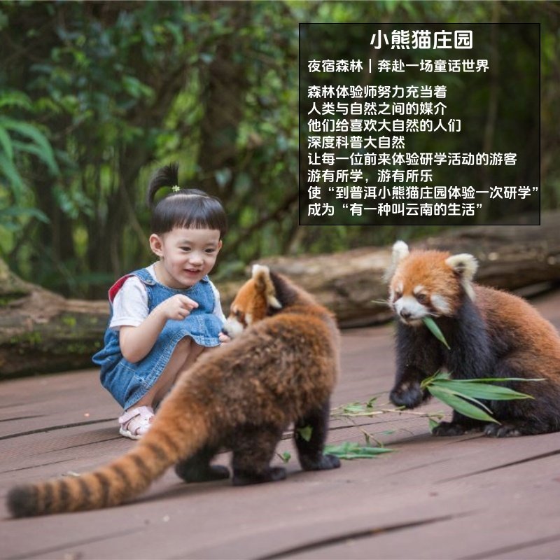 亲子小熊猫云南普洱西双版纳旅游5天4晚私家团当地纯玩夜游森林