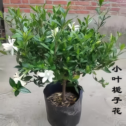 Single-stem small-leaf gardenia potted plant is cold-resistant