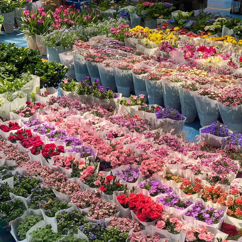 全国出发昆明大理丽江6天5晚自由行抚仙湖苍山机票+酒店+接送服务