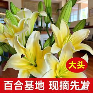 Perfume lily flowers Yunnan base direct hair hydroponic multi -head fresh -cut flower bundle flower insert bottle multiplier flowers
