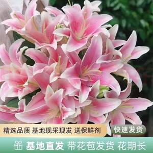 
Perfume lily flowers, big flower buds, pink living room, four seasons, flower arrangement, water ornament, rose, Yunnan base, straight