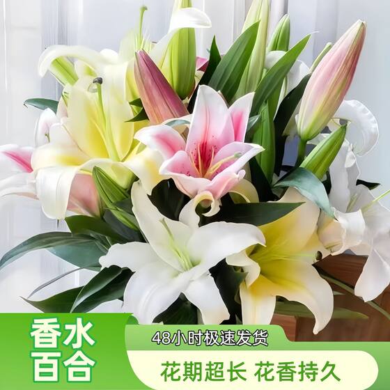 
Yunnan perfume lily water-grown flowers cut bouquet direct delivery to Kunming base in Yunnan city living room decoration gift