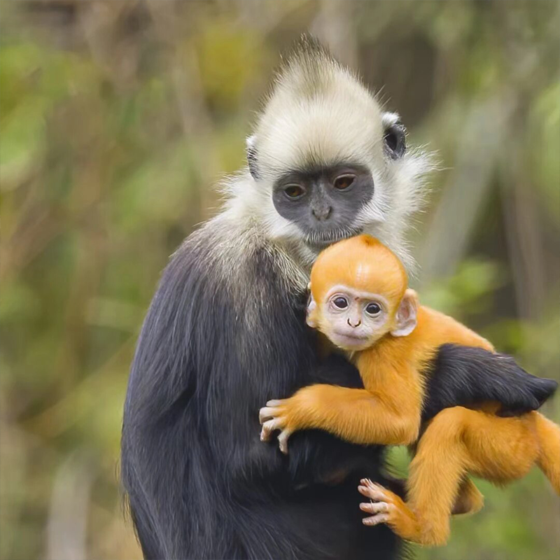 2-8人精品小团 德天瀑布+通灵+峒那屿湾竹筏+白头叶猴 纯玩4日游