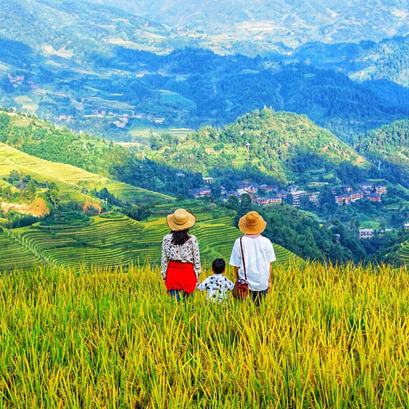 【一家一团】桂林旅游龙脊梯田金坑大寨黄洛瑶寨纯玩包车游一日游