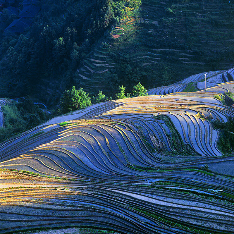 【一家一团】桂林旅游龙脊梯田金坑大寨黄洛瑶寨纯玩包车游一日游