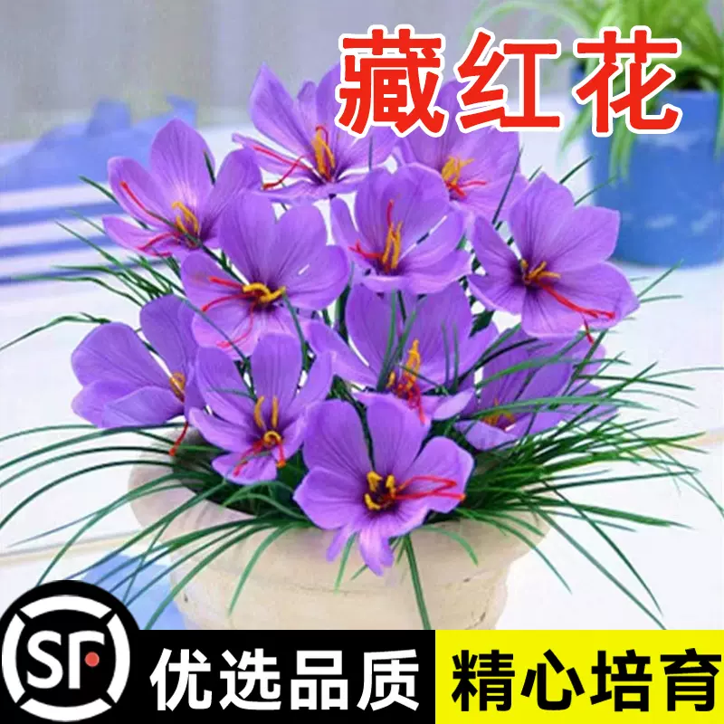 サンフラン 藏紅花 目新しい