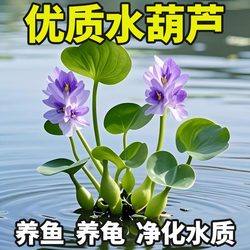 Fish tank hydroponic plants water duckweed aquatic plants fish pond water hyacinth turtle purify water quality one-leaf lotus fish pond landscaping