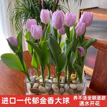 Imported tulip bulbs with buds 5 degrees hydroponics