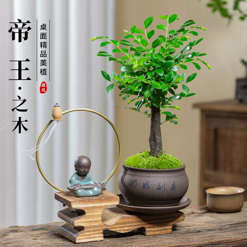 小葉紫檀盆景綠植盆栽室內辦公室桌面花卉樹苗植物老樁四季好養活-Taobao