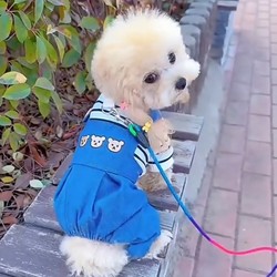 Dog clothes four-legged overalls for traction in autumn and winter