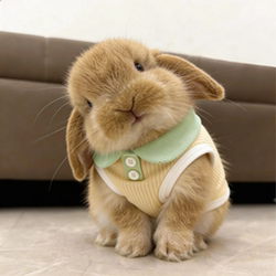 Little Rabbit Clothes, Summer Thin Polo Shirt, Special Clothes for Dwarf Rabbits and Lop-Eared Rabbits, Pet Anti-Shedding Home Clothes