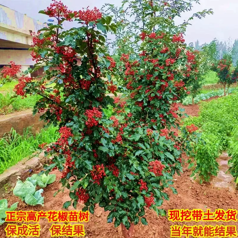 香椿苗红油香椿树苗香春树的树苗新鲜盆地栽食用香春芽树香椿树苖