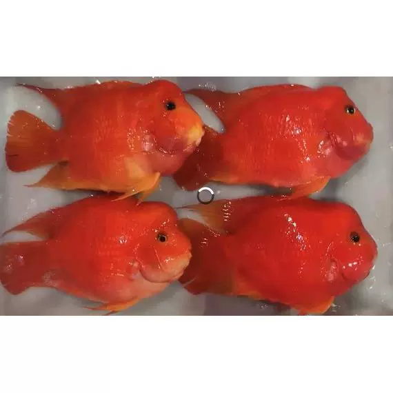 高端财神鱼鹦鹉爆起头金钢红财神鱼活鱼苗观赏一字嘴淡水喂食打氧