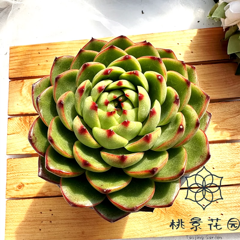 火焰蒂亚多头群生多肉植物（桃景花园）-Taobao