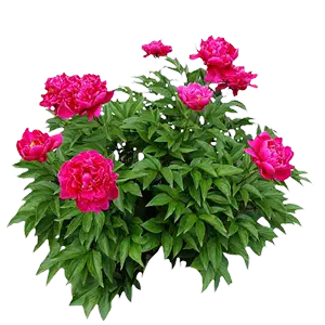 flower seed peony Latest Best Selling Praise Recommendation