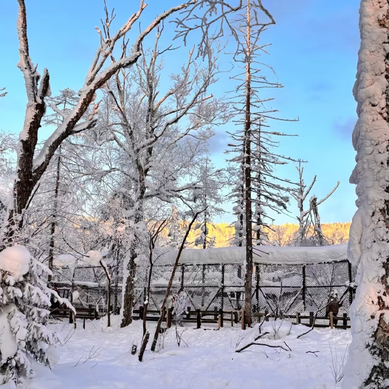 东北旅游哈尔滨旅游亚布力雪乡冰雪大世界4天3晚旅游纯玩8人小团