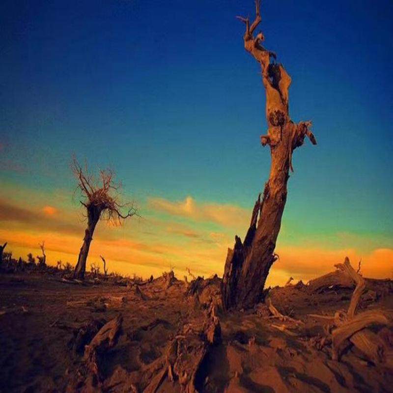 8人内小团丨额济纳旗+居延海3日游丨金色胡杨林 大美居延海