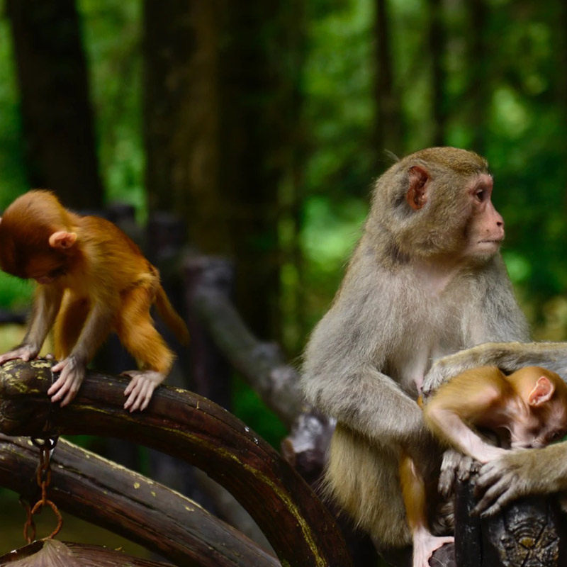 张家界森林公园魅力湘西晚会+天门山芙蓉镇凤凰古城纯玩4日游小团