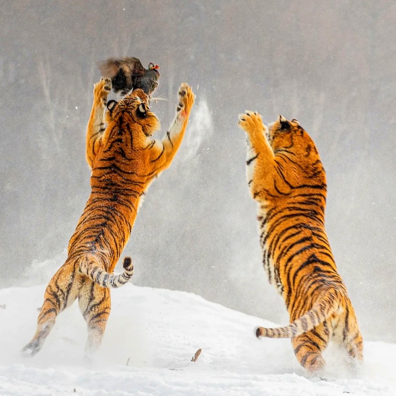 6人小团哈尔滨起止雪乡亚布力5日/微笑大雪人冰雪大世界/雪地摩托