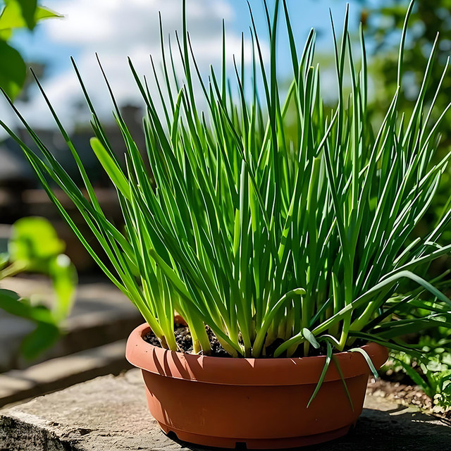 Four seasons shallot seeds courtyard balcony potted shallot seeds vegetable seeds four seasons sowing easy to grow farm vegetable garden