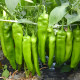 Pepper seeds chili seeds premature ripening super large fruits with disease resistance and high yield in spring and autumn planting vegetable seeds