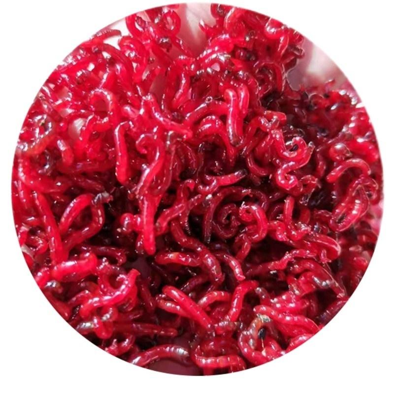 包邮鲜活红虫活饵黑头公虫钓鱼特大号拉饵血虫蚯蚓哥陈建华鱼饵-淘宝网