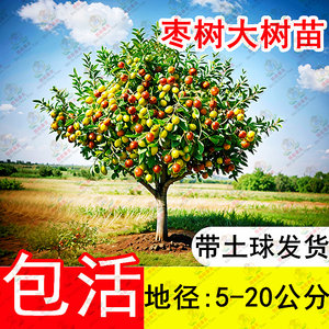 Extra-large grafted shined winter jujube tree live seedlings, large trees, super sweet fruit tree fruit seedlings, potted gardens in the north and south, four seasons