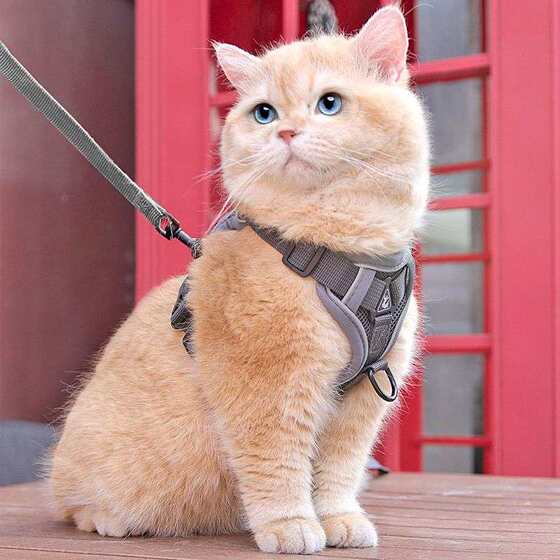 
New cat traction vest-style harness to prevent escape from going out cat chain small and medium-sized dog rope pet supplies