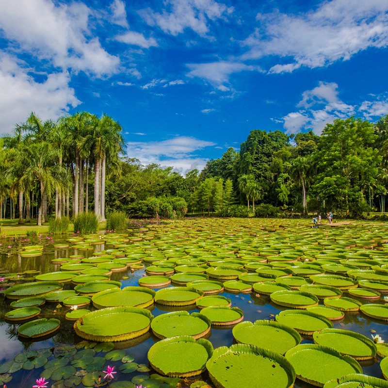 2-15人小团 | 云南西双版纳旅游5天4晚野象谷中科植物园曼听公园
