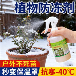 bougainvillea antifreeze winter plants flowers